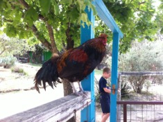 2012-04-09-12-Austin Zoo with Ian.jpg